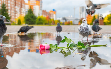 a discarded scarlet rose flower lies in a puddle in a park, a square and birds and pigeons walk and fly around it