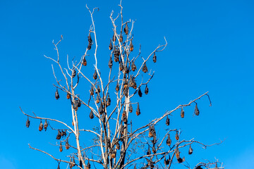 Grey-headed flying foxes hanging in a tree. Australian native animal mega bat