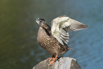 duck with partially outstretched wings