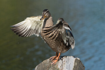 duck with partially outstretched wings