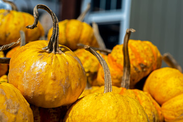 pumpkins and gourds