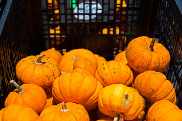 pumpkins and gourds in basket
