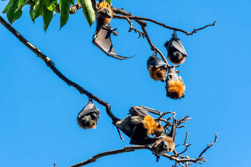 Grey-headed flying foxes hanging in a tree. Australian native animal mega bat