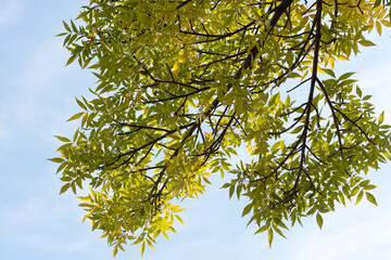 leaves against blue sky