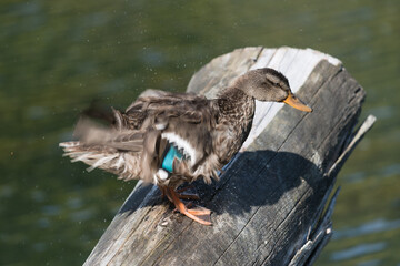 duck shaking out its feathers