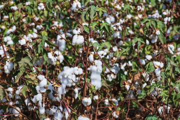 View of an agricultural cotton field. Seeds wrapped in white fluffy cotton wool. Israel