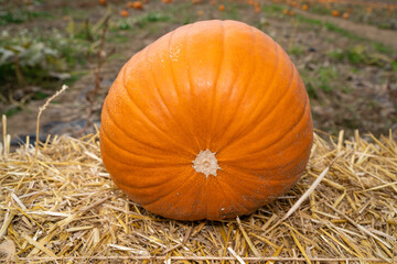 Orange pumpkin on a straw bale 