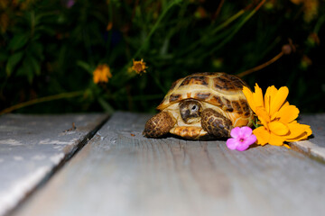 An Asian turtle looks into the lens against a background of greenery and flowers