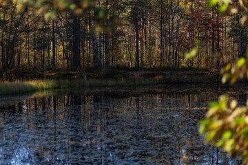 Pond with fallen leaves in the forest in early autumn. 