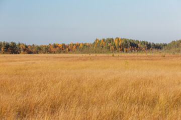Splendid autumn yellow grass field with the colorful pine forest at the horizon. 