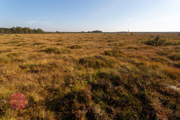 Sunny panorama of the grassy swamp in the early autumn. 