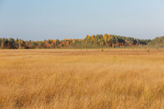 Yellow Grass Images – Browse 2,266,453 Stock Photos, Vectors, and Video |  Adobe Stock