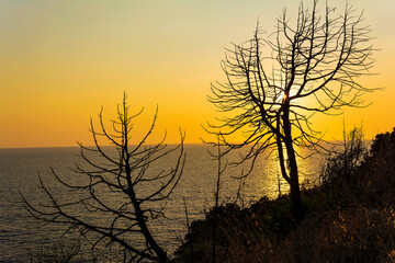 Tree at sunset in Palaiokastro castle of ancient Pylos