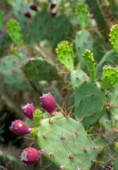 Street prickly pear cactus with rounded red ripe fruits. Vertical image.