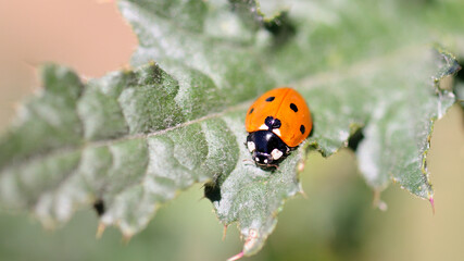 ladybug on leaf