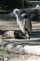 Héron cendré (Ardea cinerea)