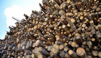 Stack of logs in seasoning