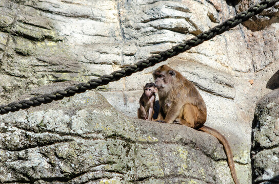 Macaque crabier, macaque de bufon (Macaca fascicularis)