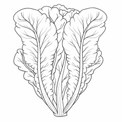 sketch of lettuce leaves, coloring book, cartoon illustration, isolated object on white background, vector,
