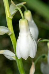 Ornithogalum Candicans a summer flowering bulbous plant with a white summertime flower commonly known as summer hyacinth or spire lily, stock photo image