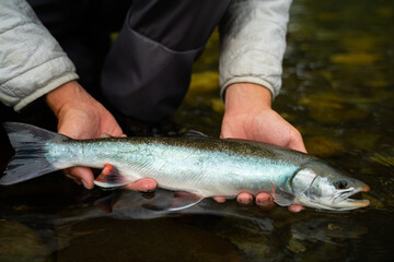 fisherman releases the char back into the fresh water