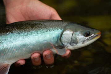 fisherman releases the char back into the fresh water