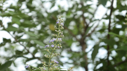 Nature flower blossom flower greenery blur background