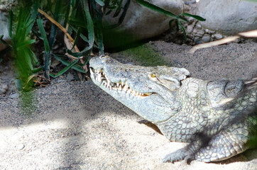 Crocodile du Nil (Crocodylus niloticus)
