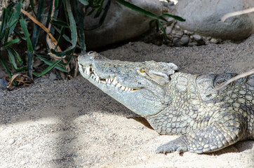 Crocodile du Nil (Crocodylus niloticus)