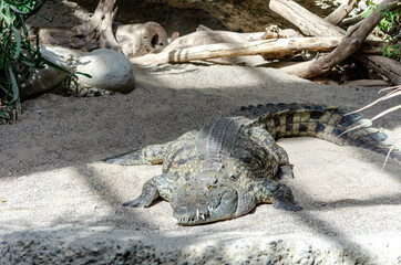 Crocodile du Nil (Crocodylus niloticus)