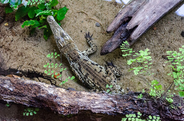 Bébé crocodile du Nil (Crocodylus niloticus)