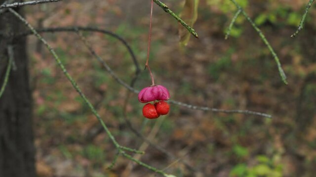 Spindle Tree, Red Cascade (Euonymus europaeus), autumn flowers