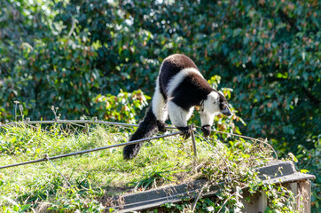 Varecia variegata, Vari noir et blanc