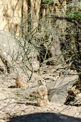 Obraz premium Suricate (Suricata suricatta)
