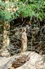 Suricate (Suricata suricatta)