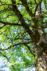 Févier d'Amérique (Gleditsia triacanthos)