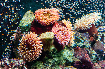 Naklejka na ściany i meble Récif corallien