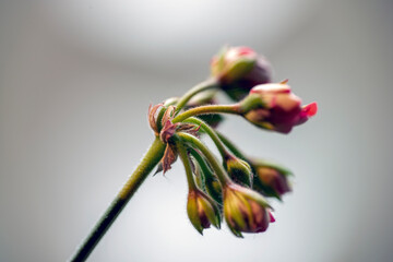 bouquet of flowers, nacka, sweden, sverige, stockholm