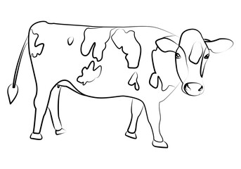 Boceto de vaca en fondo blanco.