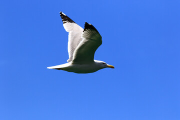 Seagull fly under clear and blue sky.