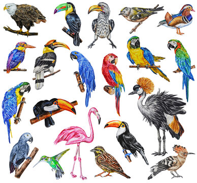 Collection of various birds of the world, isolated on white background. Watercolor illustration.  Hand drawn. Template. Closeup. 
