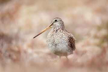 Close up of a south american snipe