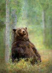 Eurasian brown bear sitting against a tree