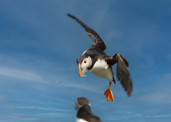 Close up of Atlantic puffin in flight