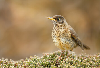 Close-up of a perched Falkland thrush