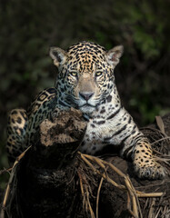 Obraz na płótnie Canvas Jaguar on a river bank in natural habitat