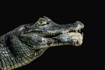 Close up of a Yacare caiman eating piranha