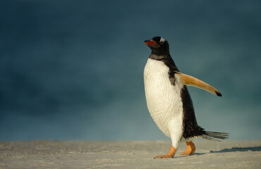Gentoo penguin walking on a sandy beach