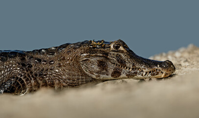 Close up of a Yacare caiman on a river bank