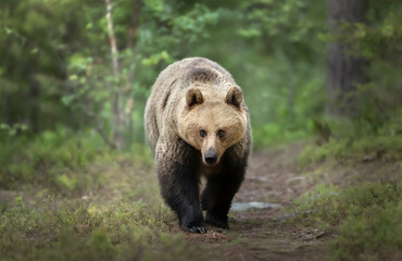 Fototapeta premium Close up of an Eurasian Brown bear in forest